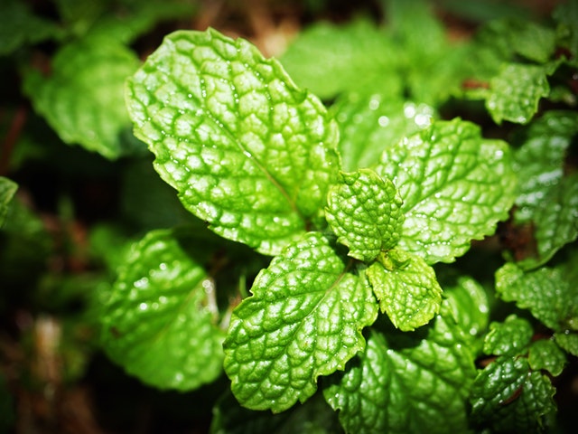 Mint - Garden Herb